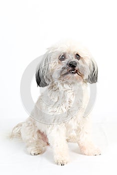 Fluffy white Havanese dog