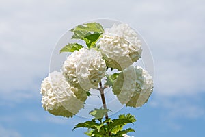 Fluffy white inflorescences of Kalina Buldenezh  close-up against the blue sky