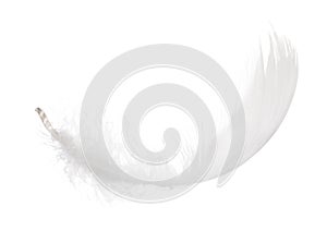 Fluffy white isolated feather curl