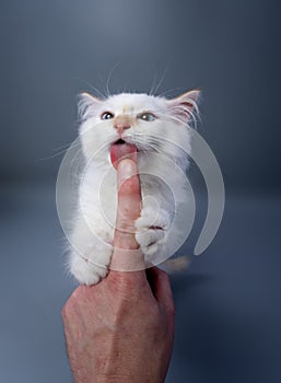 fluffy white kitten licking finger of human hand
