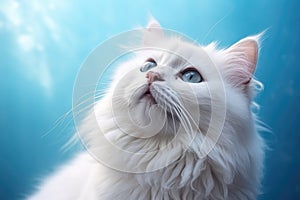 Fluffy white kitten looks up