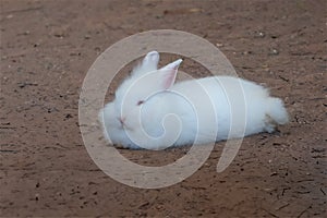 Fluffy White Lionhead Rabbit