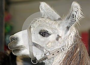 Fluffy White Llama at the Fair