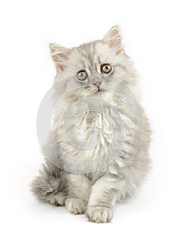 Fluffy white longhair cat