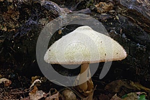 Fluffy white mushrooms Volvariella bombycina close-up on dark background