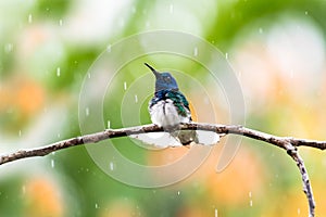 A fluffy White-necked Jacobin hummingbird with tail flared bathing in the rain
