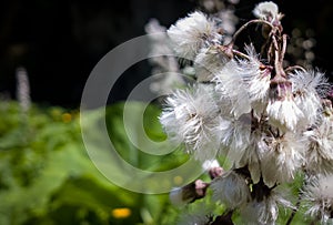 Fluffy white plant on the forest