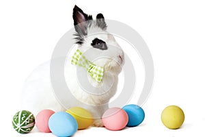 Fluffy white rabbit with Easter eggs