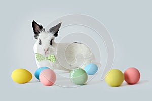 Fluffy white rabbit with Easter eggs isolated on white background.
