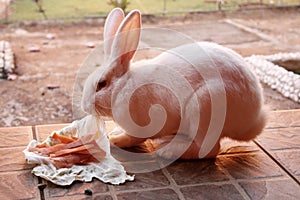 A fluffy white rabbit feeding. photo