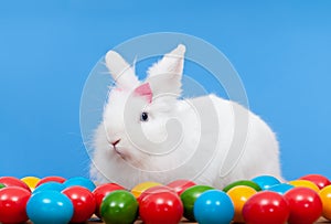 Fluffy white rabbit with pink bow guarding colorful eggs