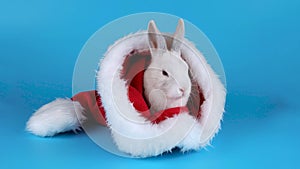 Fluffy white rabbit sitting and sniffing in a Santas hat