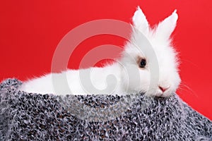 Fluffy white rabbit wrapped in soft blanket on red background. Cute pet