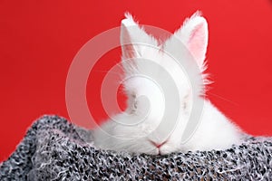 Fluffy white rabbit wrapped in soft blanket on red background. Cute pet