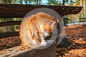 A fluffy white-and-red striped cat sits on a wooden bench and washes its face with its paw. In the background, a wooden table and