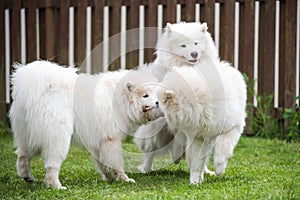 Fluffy white Samoyed puppies dogs are playing with toy