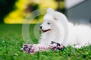 Fluffy white Samoyed puppy dog playing with toy on the green grass