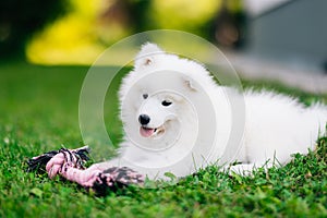 Fluffy white Samoyed puppy dog playing with toy on the green grass