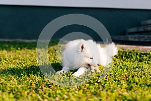 Fluffy white Samoyed puppy dog playing with toy on the green grass