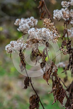 Fluffy white seeds of hemp-agrimony, selective focus - Eupatorium cannabinum