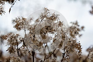 Fluffy white seeds of hemp-agrimony, selective focus - Eupatorium cannabinum