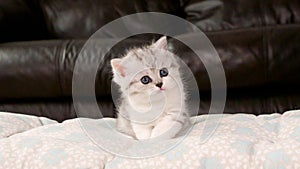 Fluffy white and tabby kitten looking at camera on brown background, front view, space for text. Cute young shorthair stripped cat