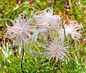 Fluffy wild flowers