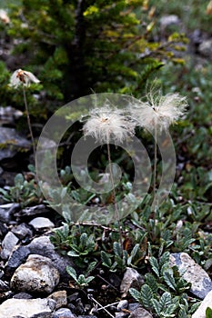 Fluffy Wildflowers in the Forest