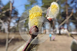 Fluffy willow begins to bloom, yellow stamens, the pollen thin the branches of the forest landscape