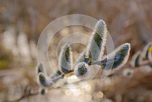 Fluffy willow branch at beige background and shine