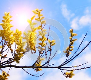 Fluffy willow buds