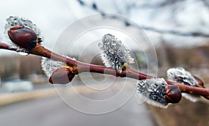 Fluffy willow with rain drops close up in spring