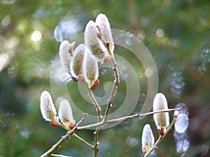 Willow Salix sp. catkins flowering on a twig on green forest background in spring