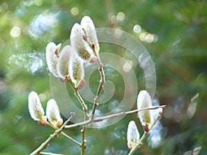 Detail of willow Salix sp. catkins blooming on branches on green forest background in spring