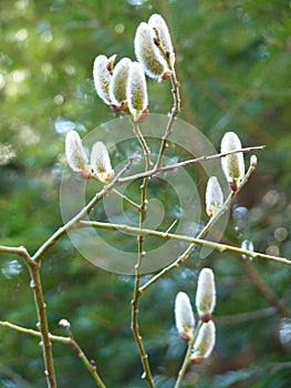 Willow Salix sp. catkins blooming on branches on green forest background in spring