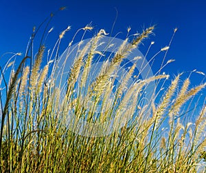 Fluffy wisps of grass in the sun on a blue sky background