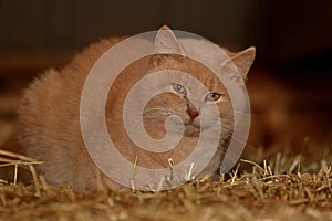 Barn Cat