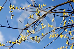 Fluffy, yellow buds blooming on the branches of trees.