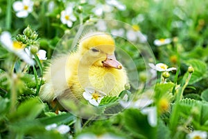 Fluffy yellow duckling in the garden among grass and strawberry flowers