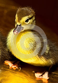 A fluffy yellow duckling hatched from eggs