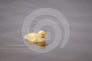 Fluffy yellow duckling swimming in water on a sunny day