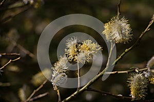 Fluffy yellow goat willow catkins, Salix caprea or pussy willow, blooming in springtime