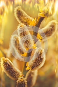 Fluffy yellow grey catkins willow