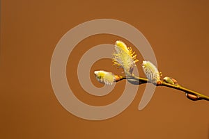 Fluffy yellow willow twigs above brown background. Willow catkins without shadow. Spring concept.