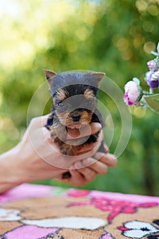 A fluffy Yorkshire terrier puppy sits in the guy\'s arms looking at the camera