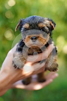 A fluffy Yorkshire terrier puppy sits in the guy\'s arms looking at the camera