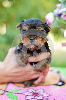 A fluffy Yorkshire terrier puppy sits in the guy\'s arms looking at the camera