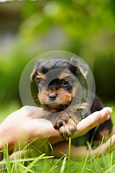 A fluffy Yorkshire terrier puppy sits in the guy\'s arms looking at the camera