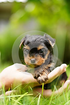 A fluffy Yorkshire terrier puppy sits in the guy's arms looking at the camera