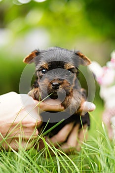 A fluffy Yorkshire terrier puppy sits in the guy\'s arms looking at the camera